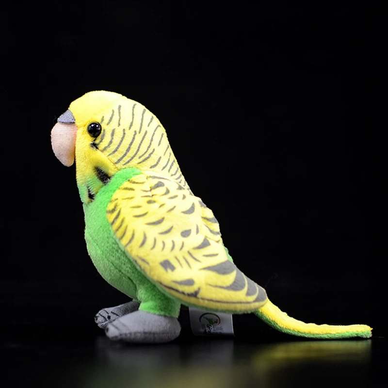 

Budgerigar, , , , , -, m