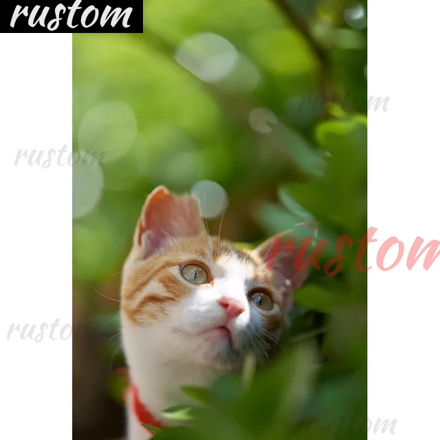 

Алмазная картина «сделай сам» из нержавеющей стали 5D, вышивка крестиком, квадратная/круглая Алмазная вышивка, животное, кошка, домашний фон,...