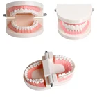 Стоматологическая стандартная модель зубов обучающая демонстрация обучающие материалы стоматология обучение практические стоматологические инструменты зубы