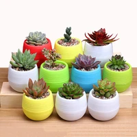 creative eco friendly colourful mini round plastic plant flower pot garden home office decor planter