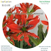 6 Ngryise 5 шт. набор Hippeastrum rutilum Amaryllis - Цвет: 6