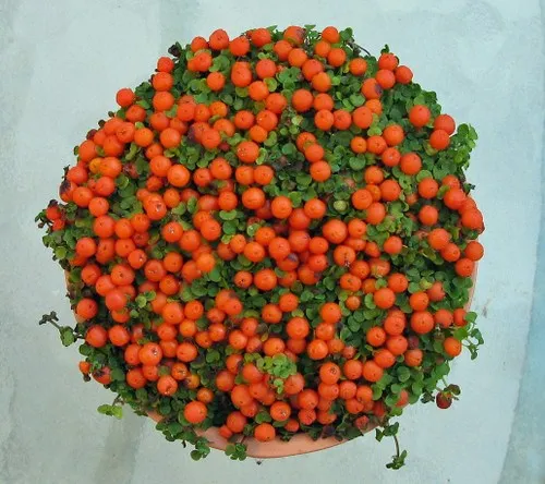 Seedsunid NERTERA* 10 семян