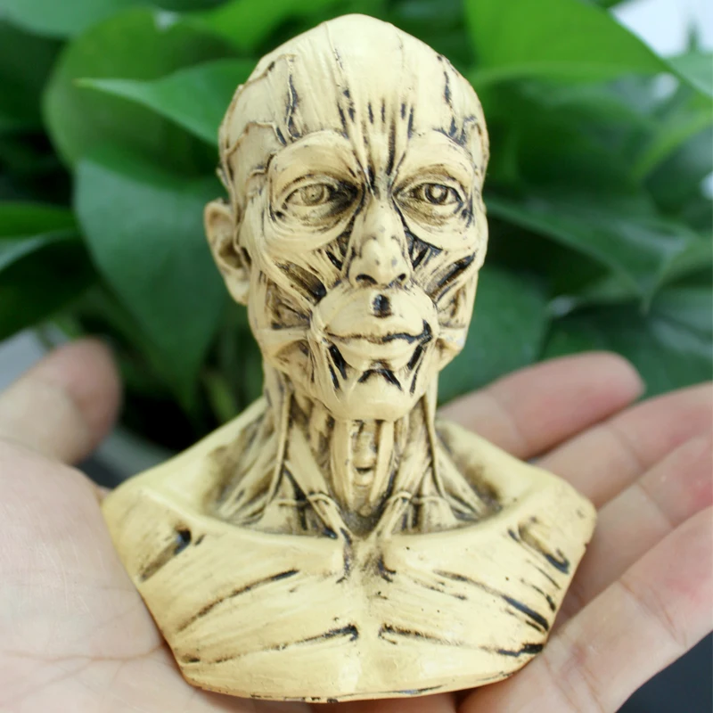 Модель головы скелета человеческой мышцы модель черепа анатомия бюста Учебная