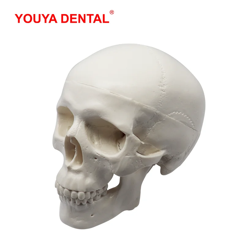 Недорогая модель 3D человеческого анатомического черепа 1 шт. съемная анатомии