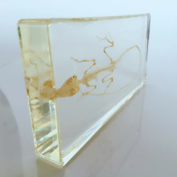 Скелетон ящерицы скелетон для животных встроенный образец биологический