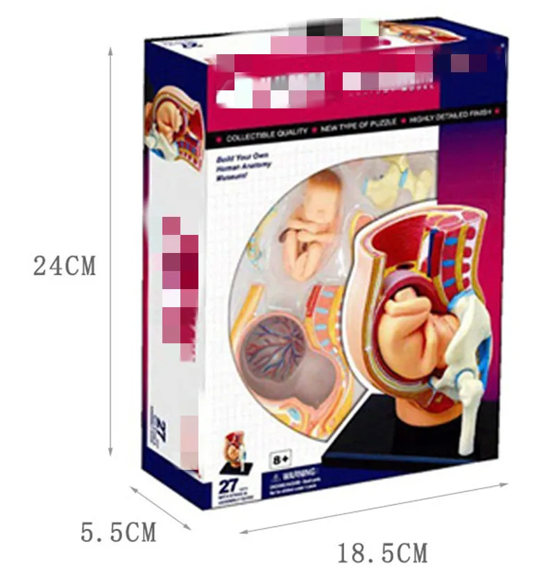 Pregnancy Pelvis 4D биологические развивающие игрушки собранные человеческие органы висцеральное сердце анатомическая модель биологические игрушки головоломка - Цвет: Pregnancy Pelvis