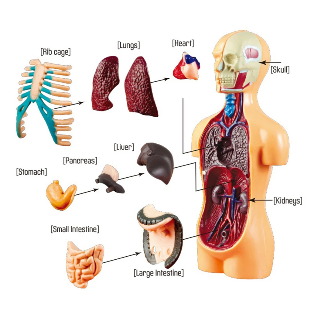 Обучающие 3D модели анатомии человеческого торса набор инструментов для
