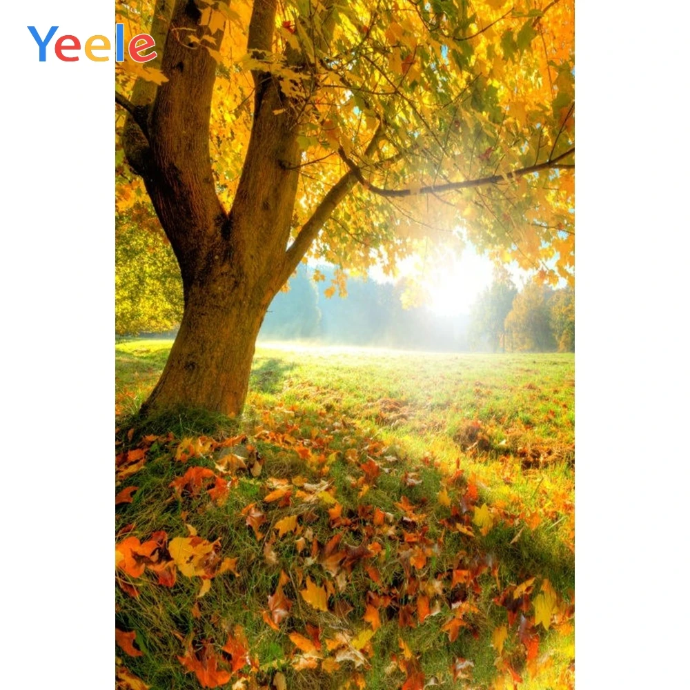 

Fond Photographie Summer Nature Scenery Charming Maple Backdrop Photography Background For Photo Studio Photophone