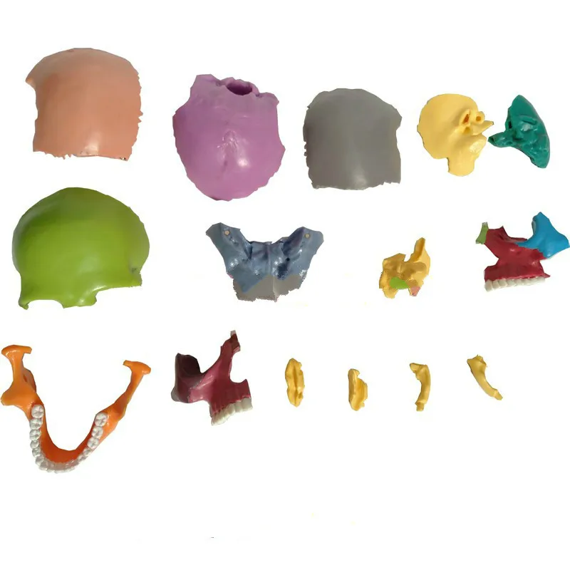 Анатомия человека красочный Собранный череп медицинская модель человеческая