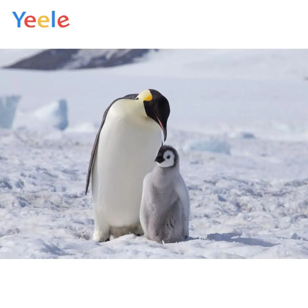 Yeele с изображением антарктических пингвинов Снежный портрет фотографии фоны