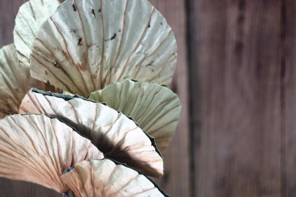 5 шт. веерообразная натуральный листья лотоса сухих цветов для Свадебная