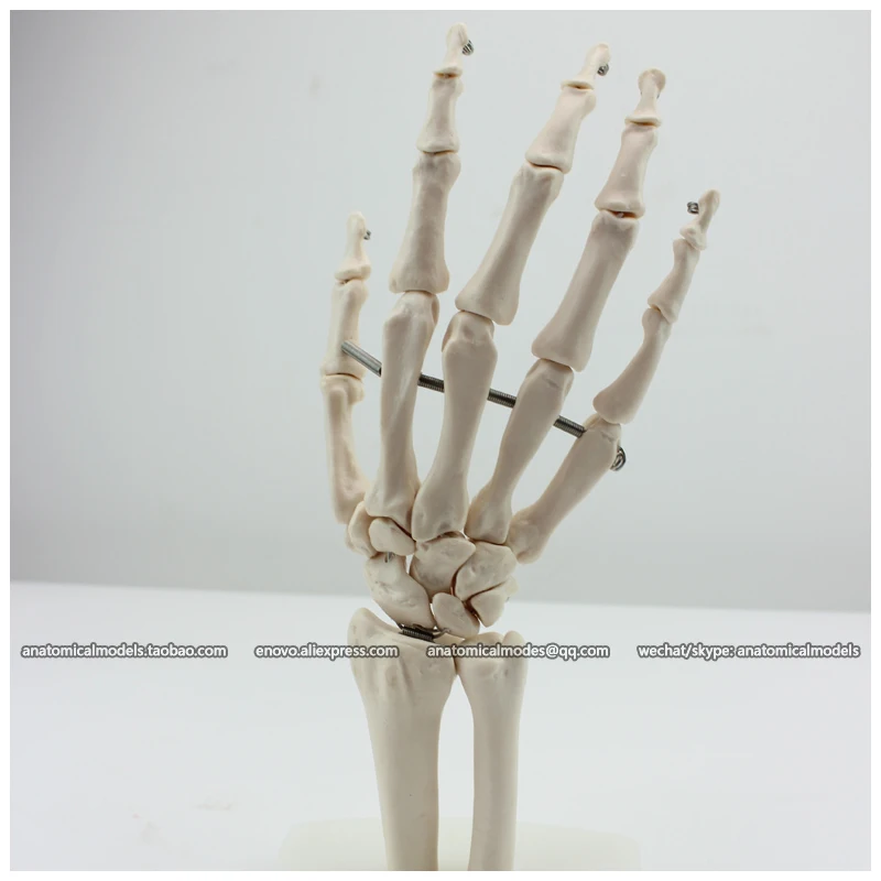 

12349 / Life-Size Human Hand Joint Skeleton Study Model , Medical Science Educational Teaching Anatomical Models