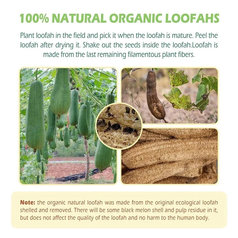 

10Pcs Natural Loofah Organic Shower Loofah Spa Exfoliating Bath Body Scrubber for Removing Dead Skin, No Bleaching