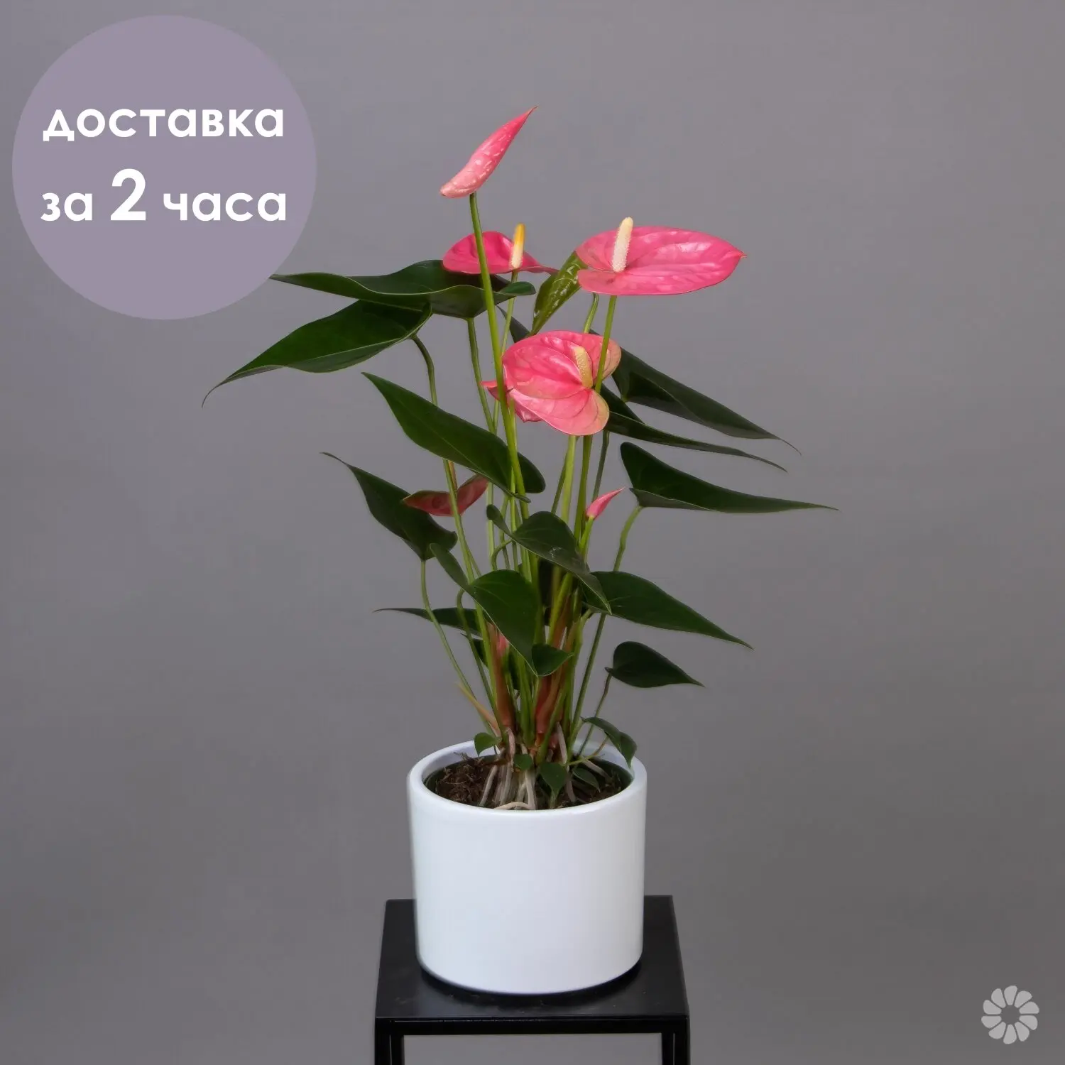 Антуриум Розовый |