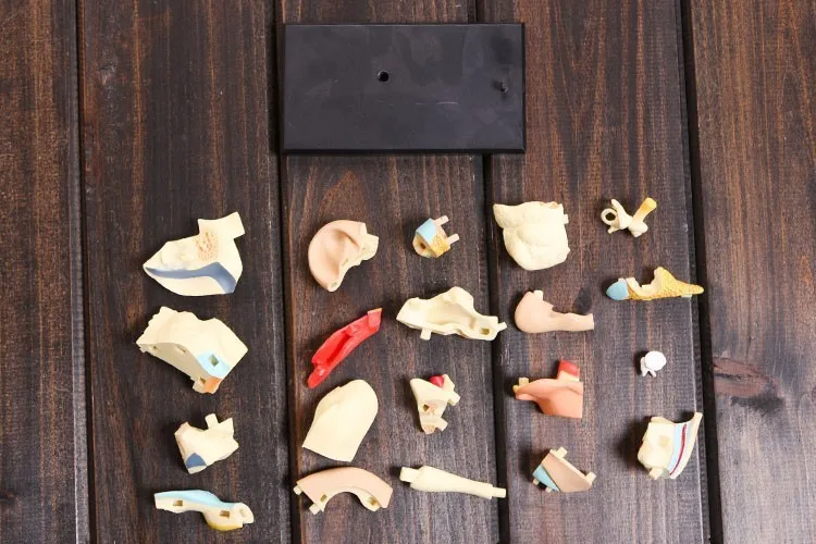 4D модель уха анатомическая Сборная анатомии человека размерная модель|human