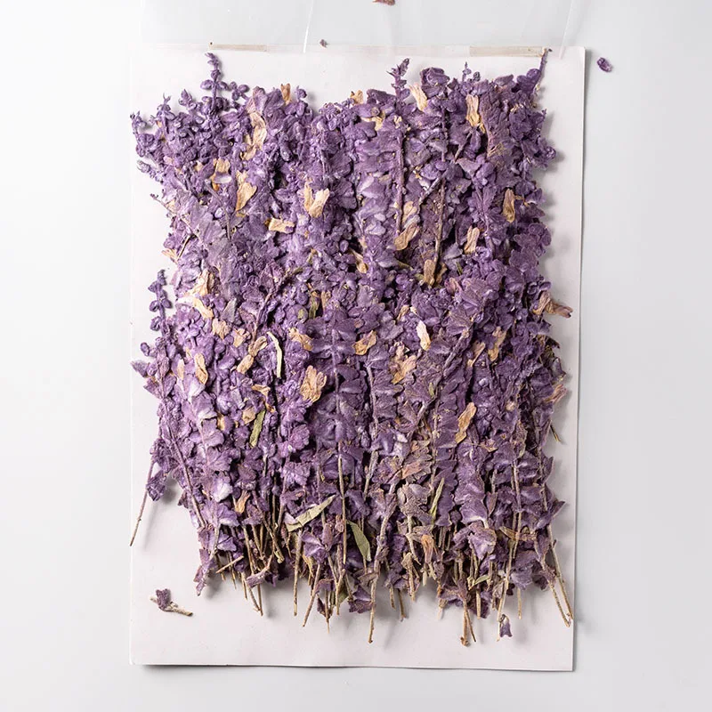 250 шт. искусственные цветы Salvia великолепная var.atropurpura гербарий для макияжа