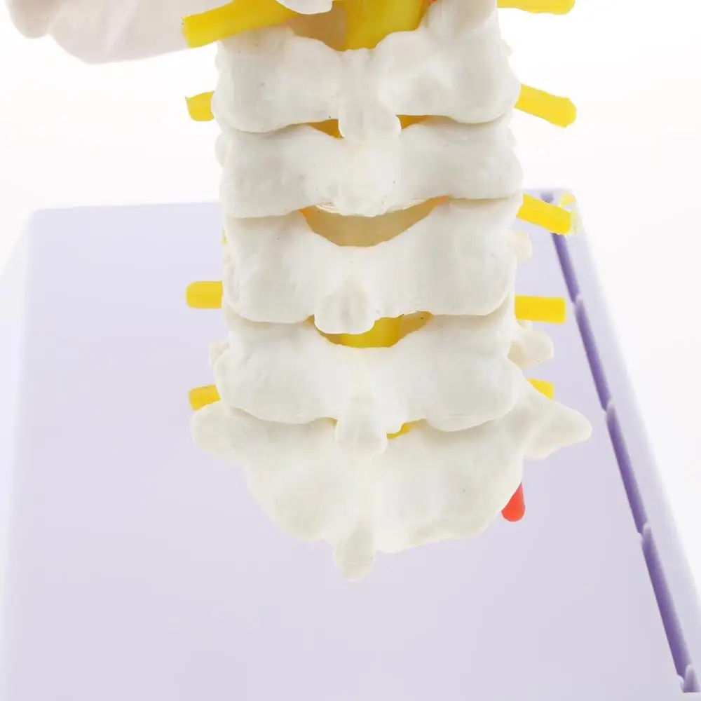 Телескопический череп с шейным позвонком 22 цвета|model skull|anatomical modelhuman anatomy |