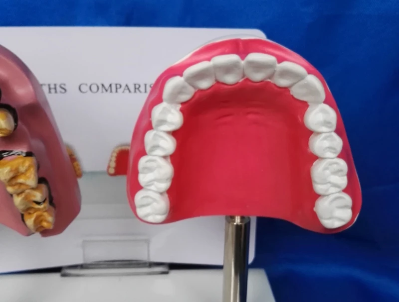 Модель зуба для кормления медицинская модель ухода за зубами обучения курению