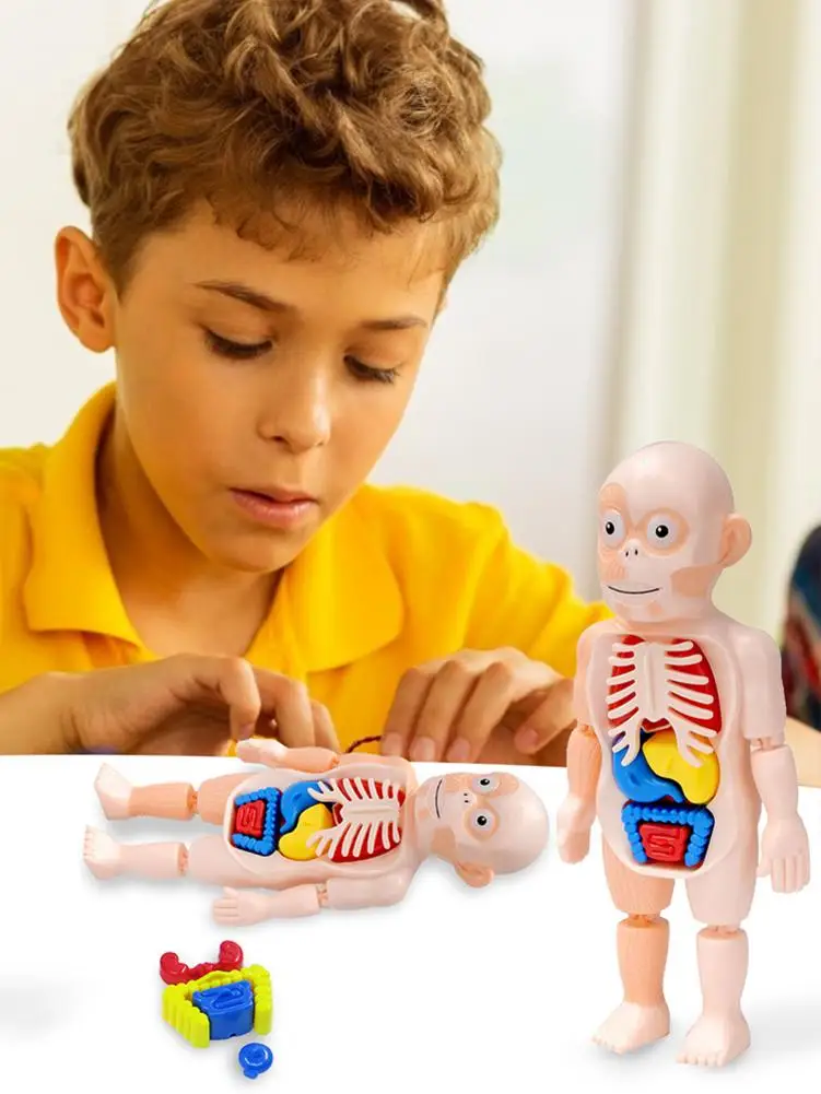 Modelo Educativo de Ciencia para Ni&ntilde;os, juguetes humanos de ensamblaje artesanal, estructura corporal, juguetes de pr&aacute;ctica educativos, nuevo estilo, 2021-4