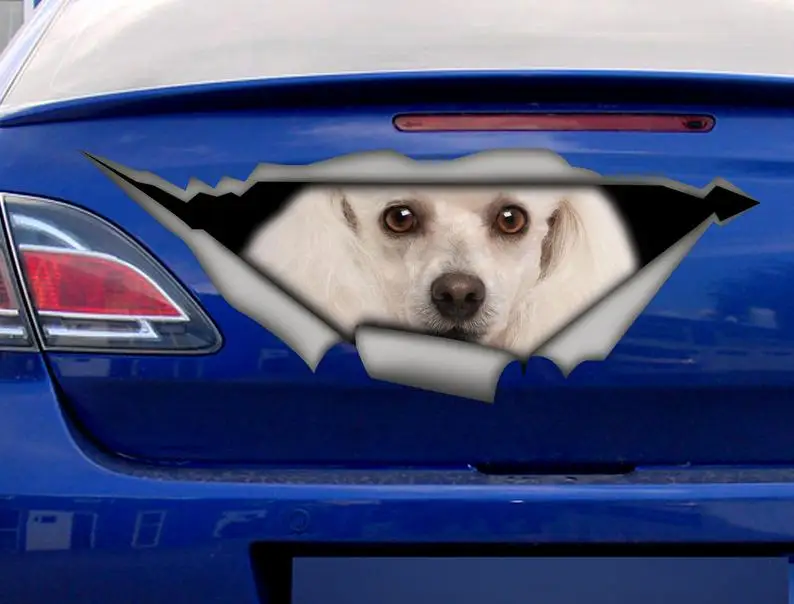 

2021 Sticker, poodle car sticker , poodle decal, pet sticker