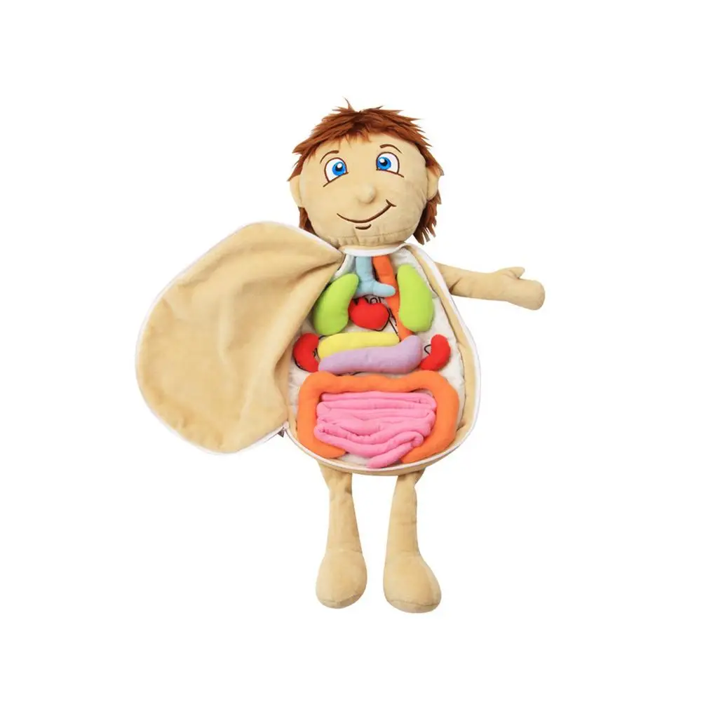 Модель человеческого тела анатомическая кукла раннее развитие анатомических