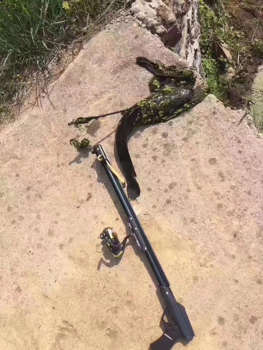 

Professional Fishing Slingshot Hunting Catapult Rifle Stainless Slingshot with Fishing Arrows and Reel Outdoor Fishing Hunting