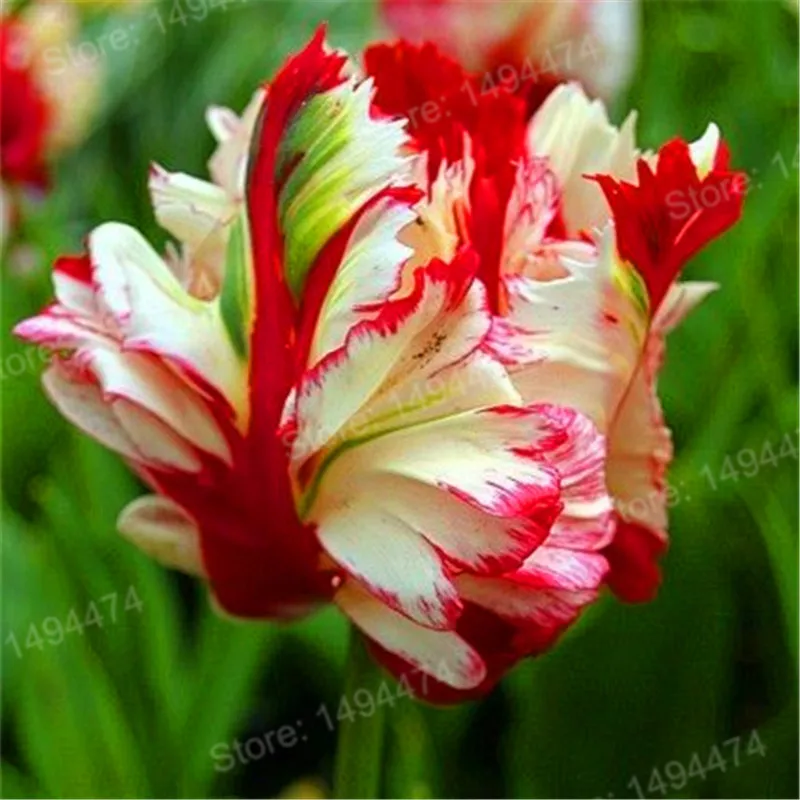 100pcs Tulip flores White Blue Purple mixed color Flower plantas bonsai flower plante colorful plants for home garden