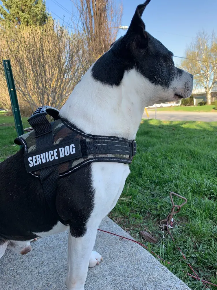 

Pet Dog Harness Reflective Rope Nylon Handle Adjustable Anti-collision Vest Harness for Small Medium Large DogS Camouflage