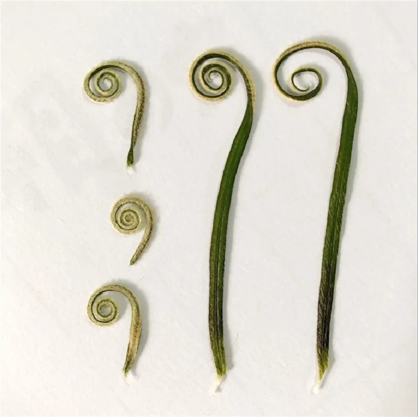 

60pcs Pressed Dried Cycas revoluta Thunb Flower Plant Herbarium For Jewelry Postcard Invitation Card Phone Case DIY 60