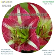 12 Ngryise 5 шт. набор Hippeastrum rutilum Amaryllis - Цвет: 12