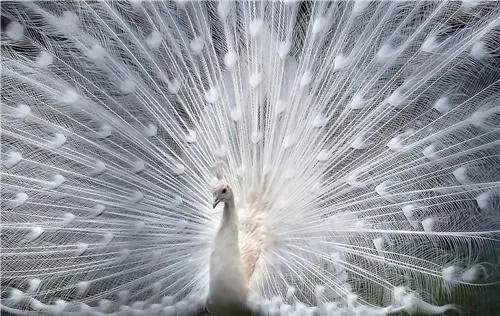 ConversationPrints Albino Peacock Glossy Poster Picture Photo Peafowl White Birds Feathers Cute | Дом и сад