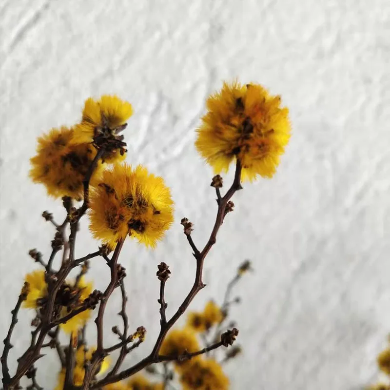 

Home Decoration Shooting Props Art Soft Accessories Valentine Preserved Natural Plants Dried Flowers Snow Pompons Tiger Eyes