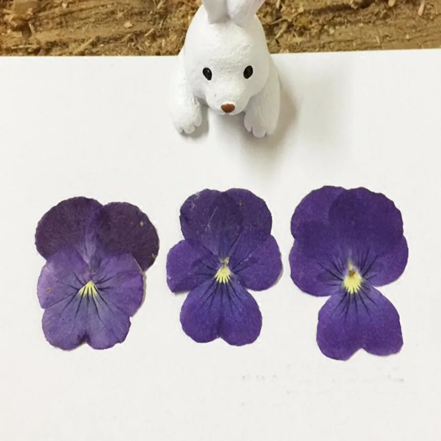 120 шт сушеные прессованные фиолетовые Pansy Corydalis Suaveolens Hance Цветочные растения
