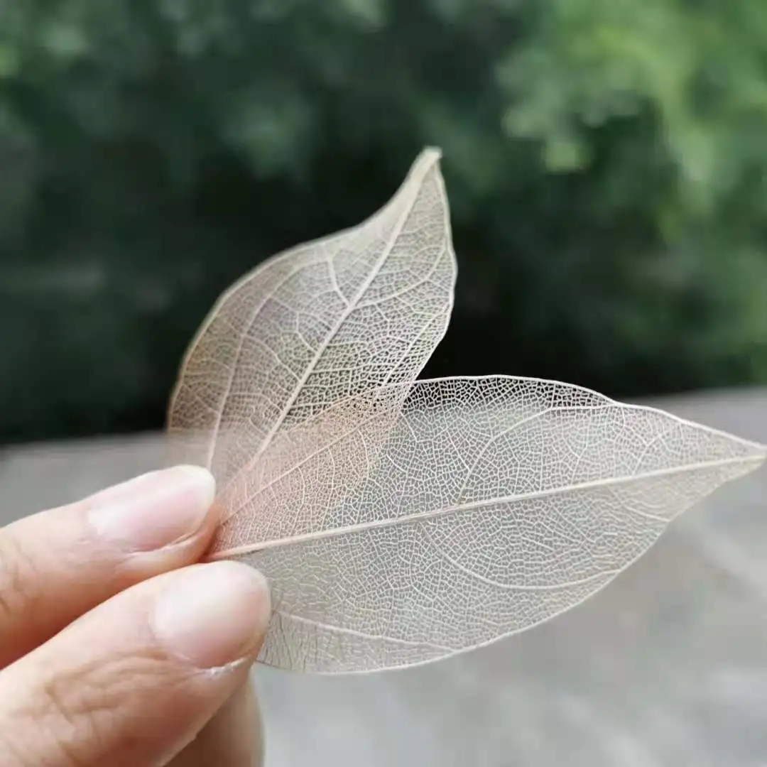 20 штук из натурального сенсорный сушеные Жилка листа лепестки растения DIY Свечи