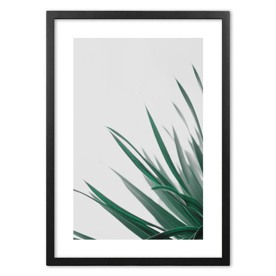 Растение в скандинавском стиле Dracaena margiata настенное художественное изображение