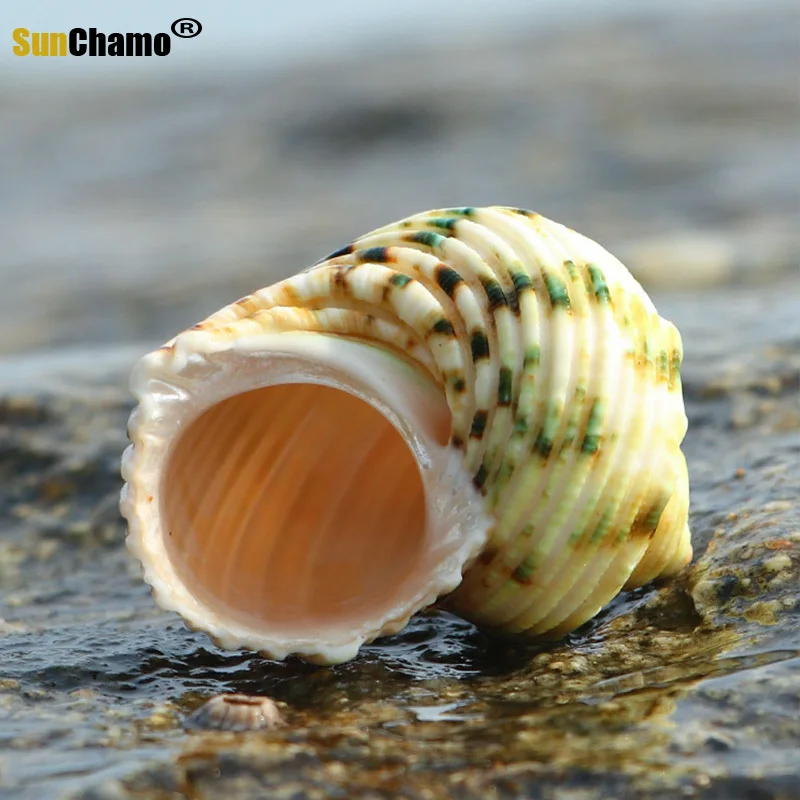 Серебряный рот улитка естественный зеленый ракушка Hermit краб моллюска декорация