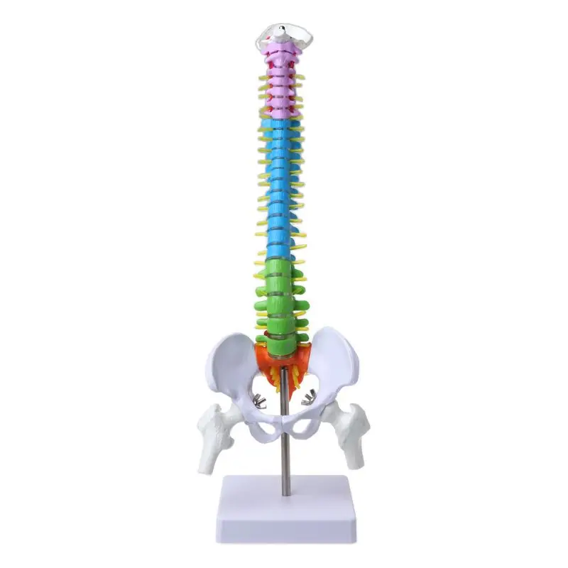 45cm Flexible Human Spinal Column Vertebral Lumbar Curve Anatomical Model Anatomy Spine Teaching Tool Drop Shipping