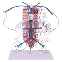 model of portal vein and collateral circulation model for medical teaching