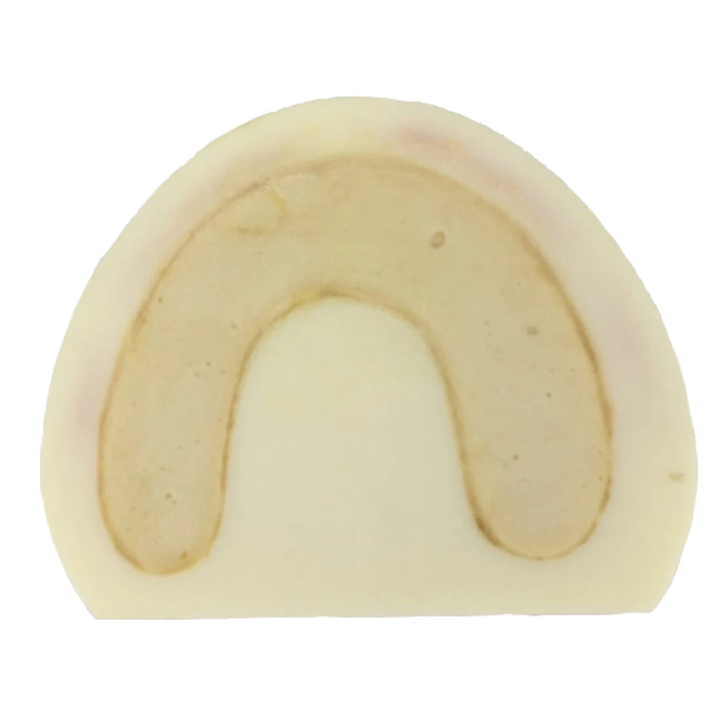 

Maxillary Teeth Model Practice For Medical Teach Study Demostration