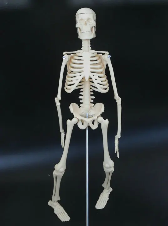 45cm skeleton model artistic human body Skeletal free shipping | Красота и здоровье