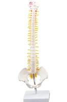 45cm vertebral column model with pelvis anatomy medical spine bone teaching training aid