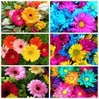 Набор для алмазной живописи EverShine, вышивка крестиком с цветами, мозаика из страз сделай сам с хризантемами, домашний декор, подарочные художественные наборы ручной работы