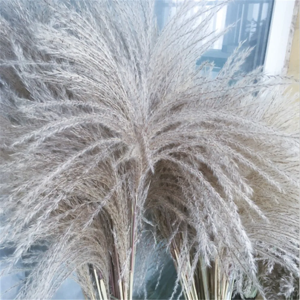 50 шт Pampas трава связка Натуральные Сушеные тростниковые Шлейфы фразмиты Communis