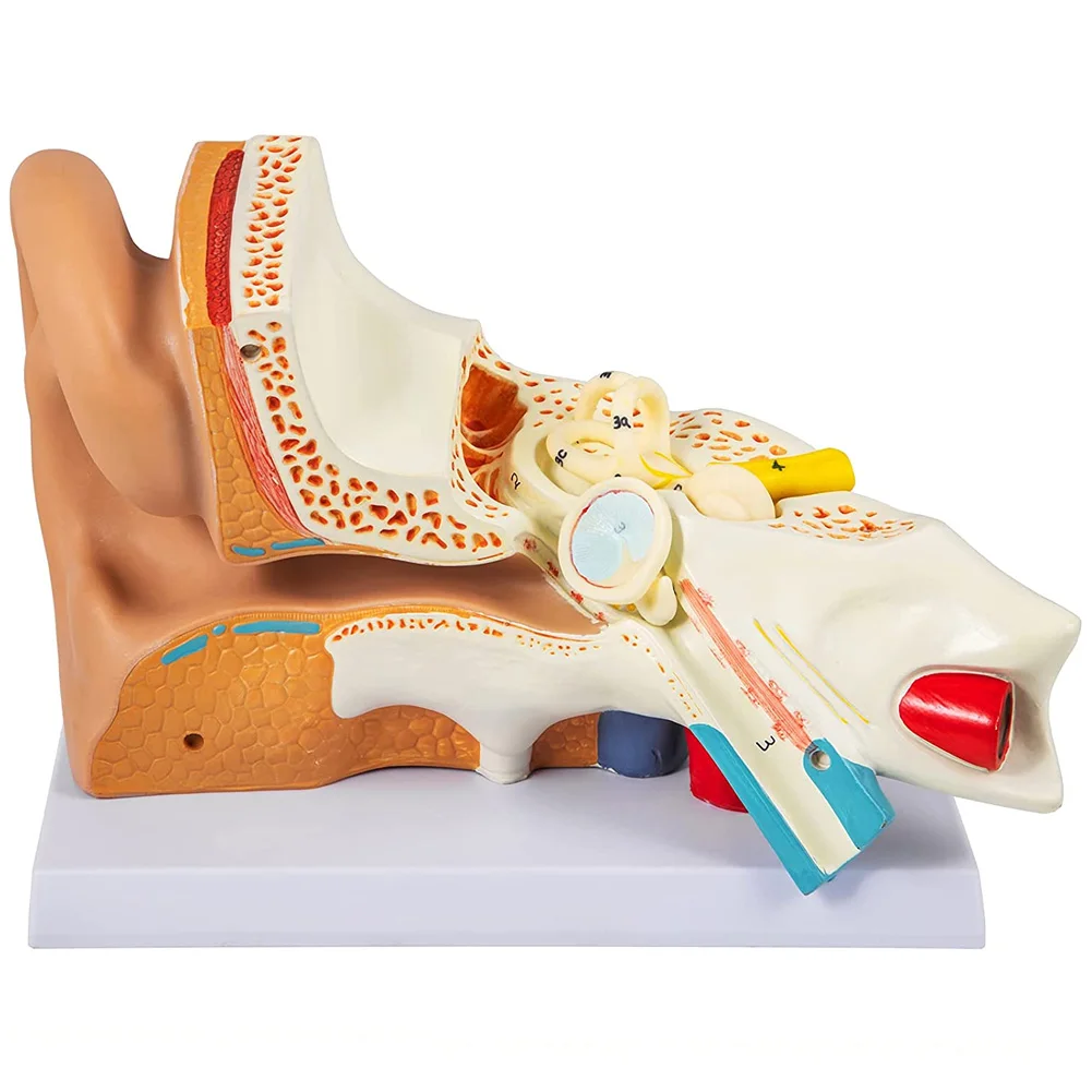 

Human Ear Anatomy Model 3 Times Enlarged Human Ear Model PVC Plastic Anatomical Ear Model Ear Structure Medical Teaching Tool