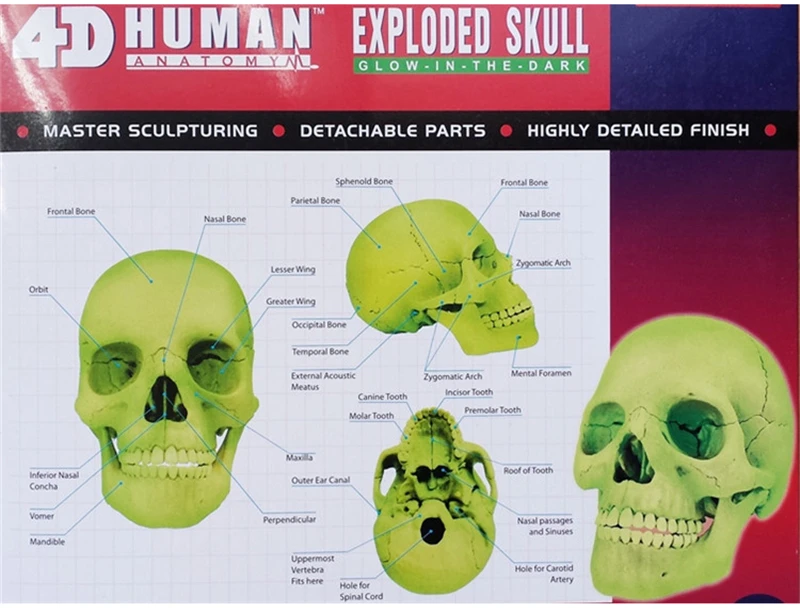 Флуоресцентная Хроматическая кость 4d мастер головоломка сборная игрушка