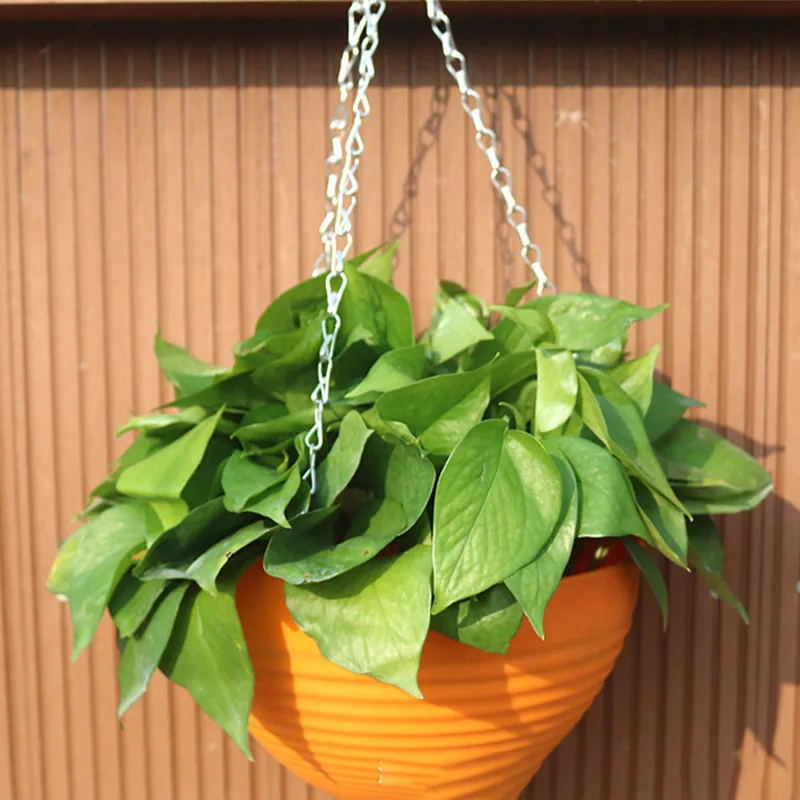 2 шт. круглые каучуковые растения | Дом и сад