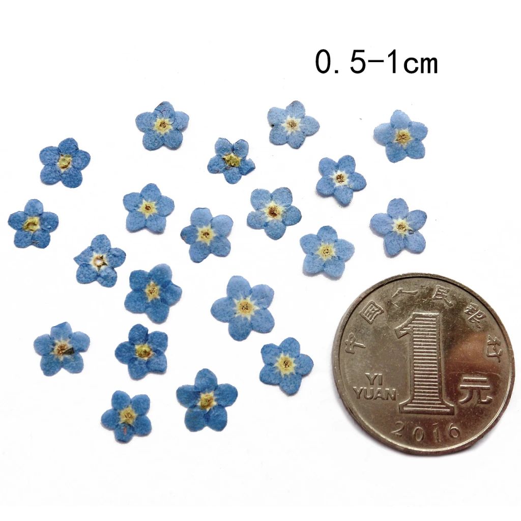 10 шт. прессованные зернистые сухие листья для рукоделия закладки изготовления