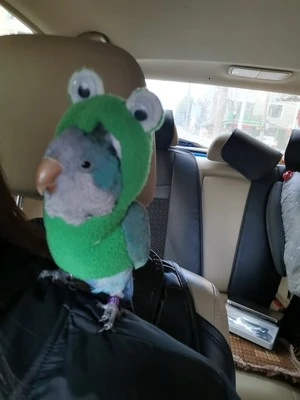 Одежда с птицами ручной работы милый Летающий костюм для тараканов солнца