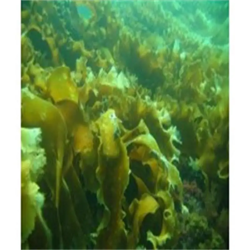 100/500/1000 г фукоксантин порошок 10% экстракт морских водорослей антиокислительный d