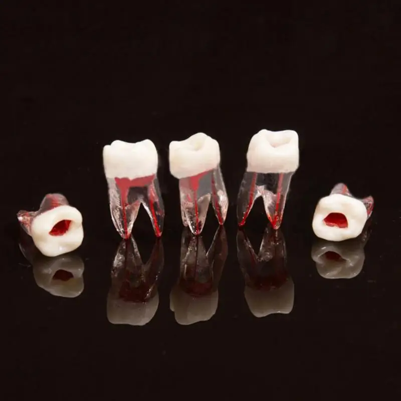 1 шт. 1:1 полимерный стоматологический Эндодонтический зуб модель с цветным